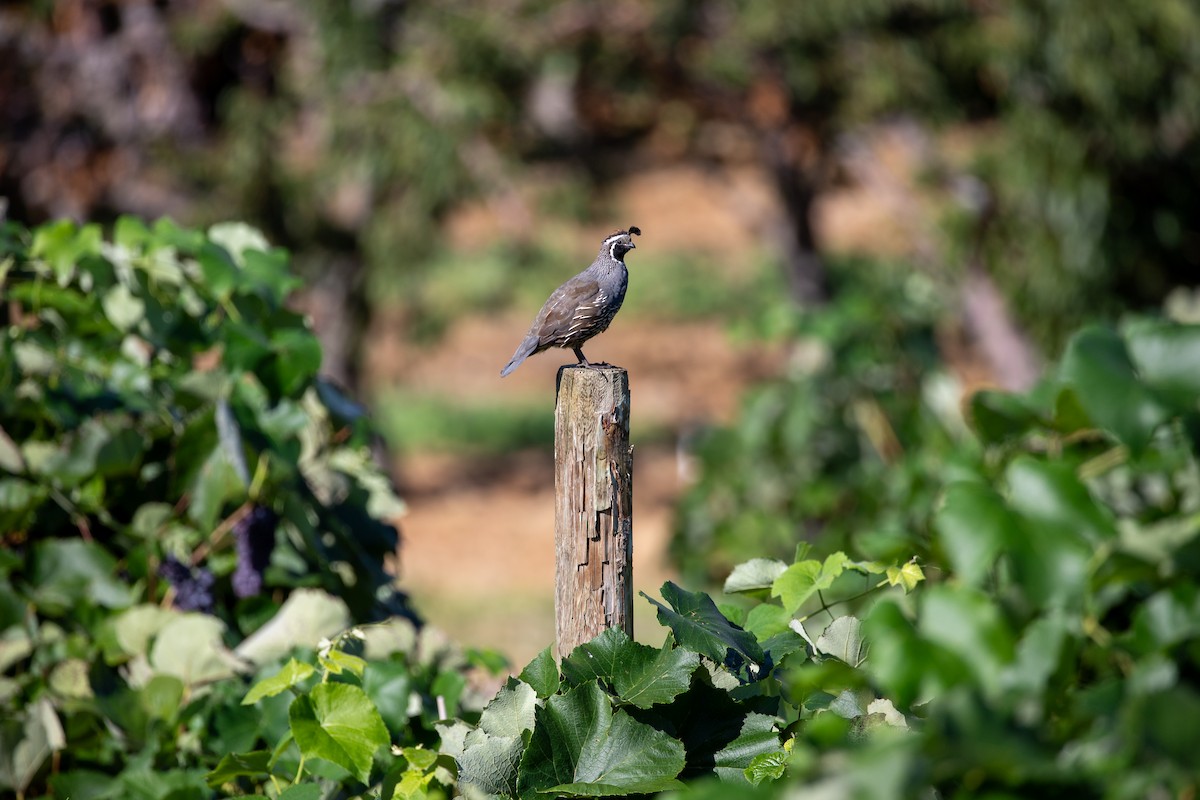 Kaliforniya Kolini - ML640432577