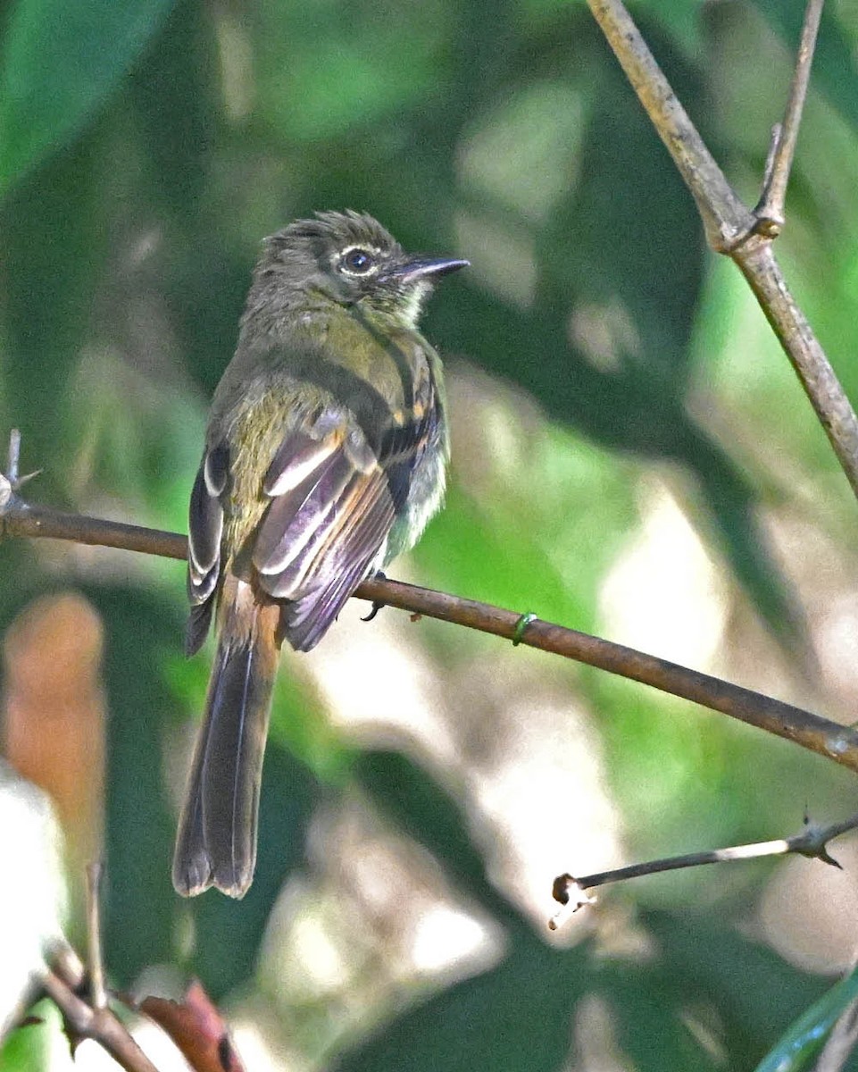 Dusky-tailed Flatbill - ML640432618