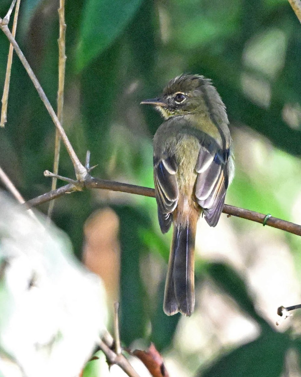 Dusky-tailed Flatbill - ML640432619