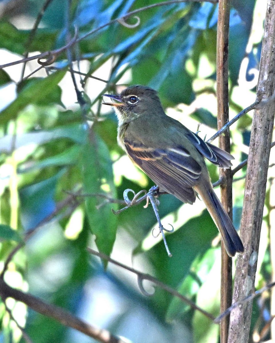 Dusky-tailed Flatbill - ML640432621