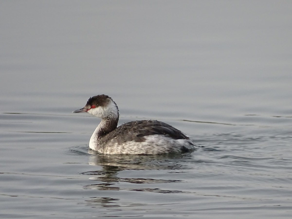 Horned Grebe - ML640432686