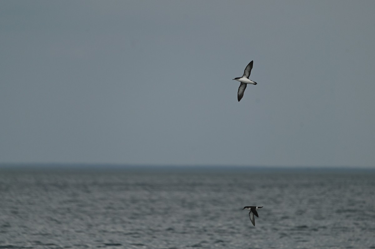 Puffin des Anglais - ML640432691