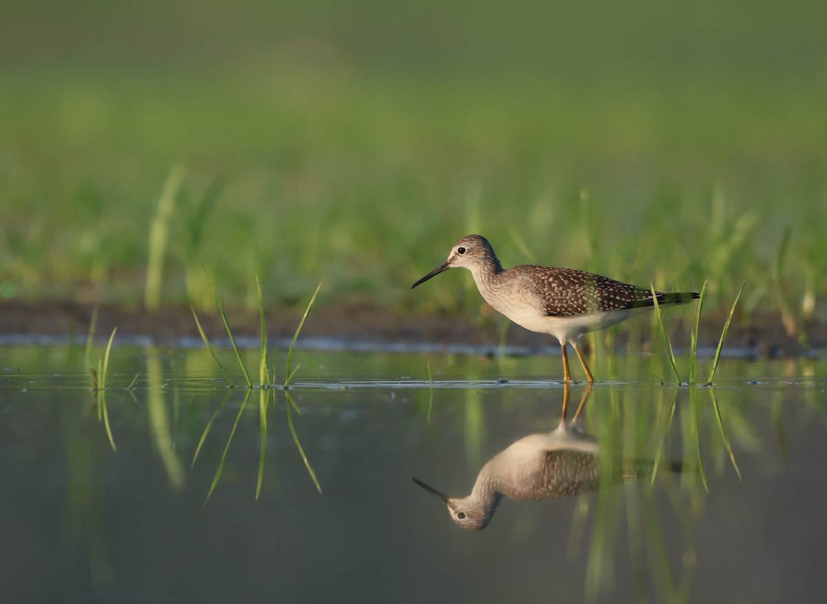 Lesser Yellowlegs - ML640432767