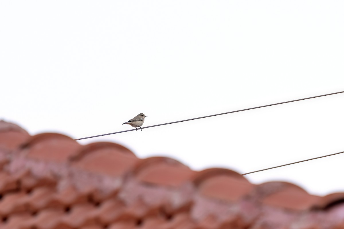 Northern Wheatear - ML640432799