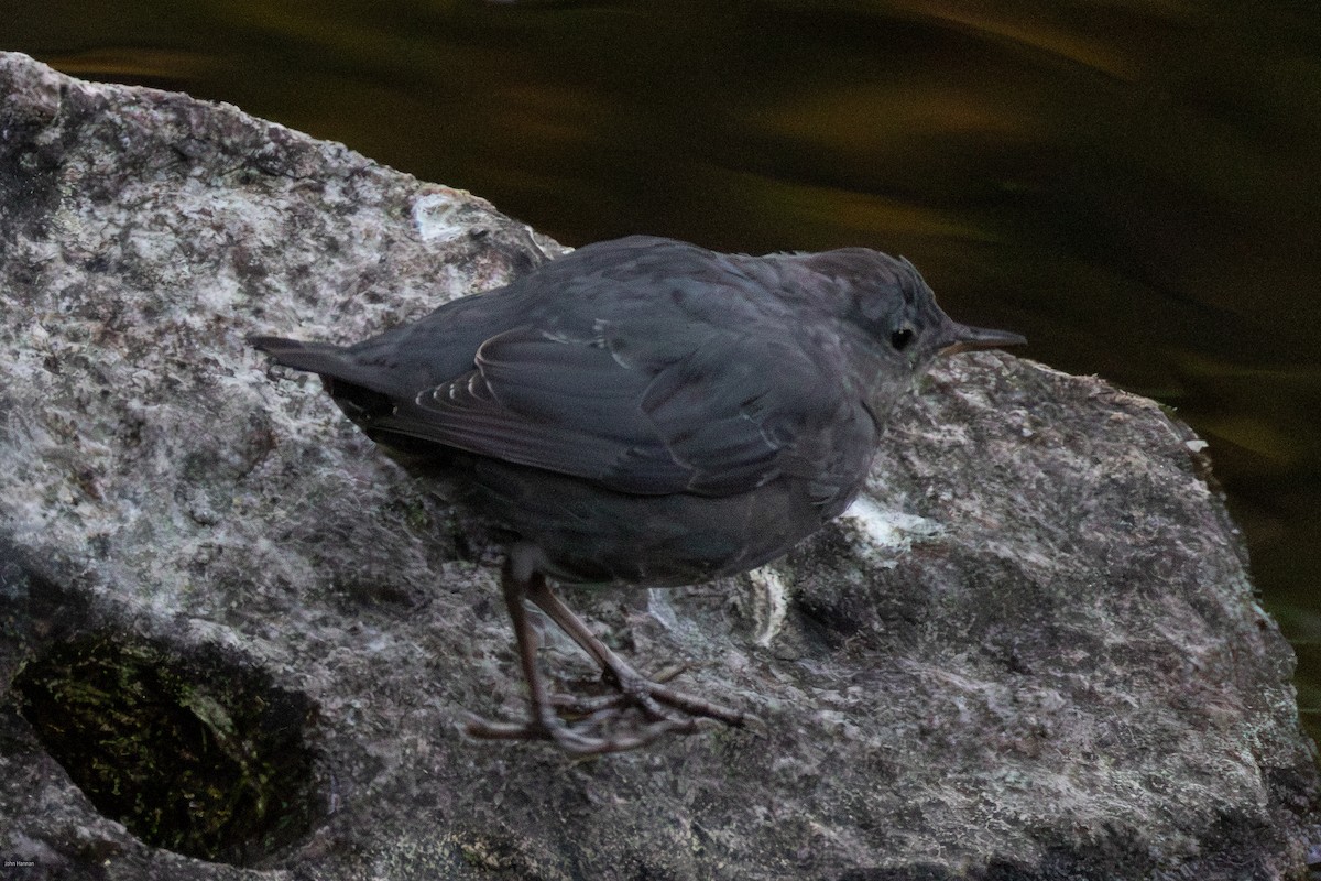 American Dipper - ML640433029