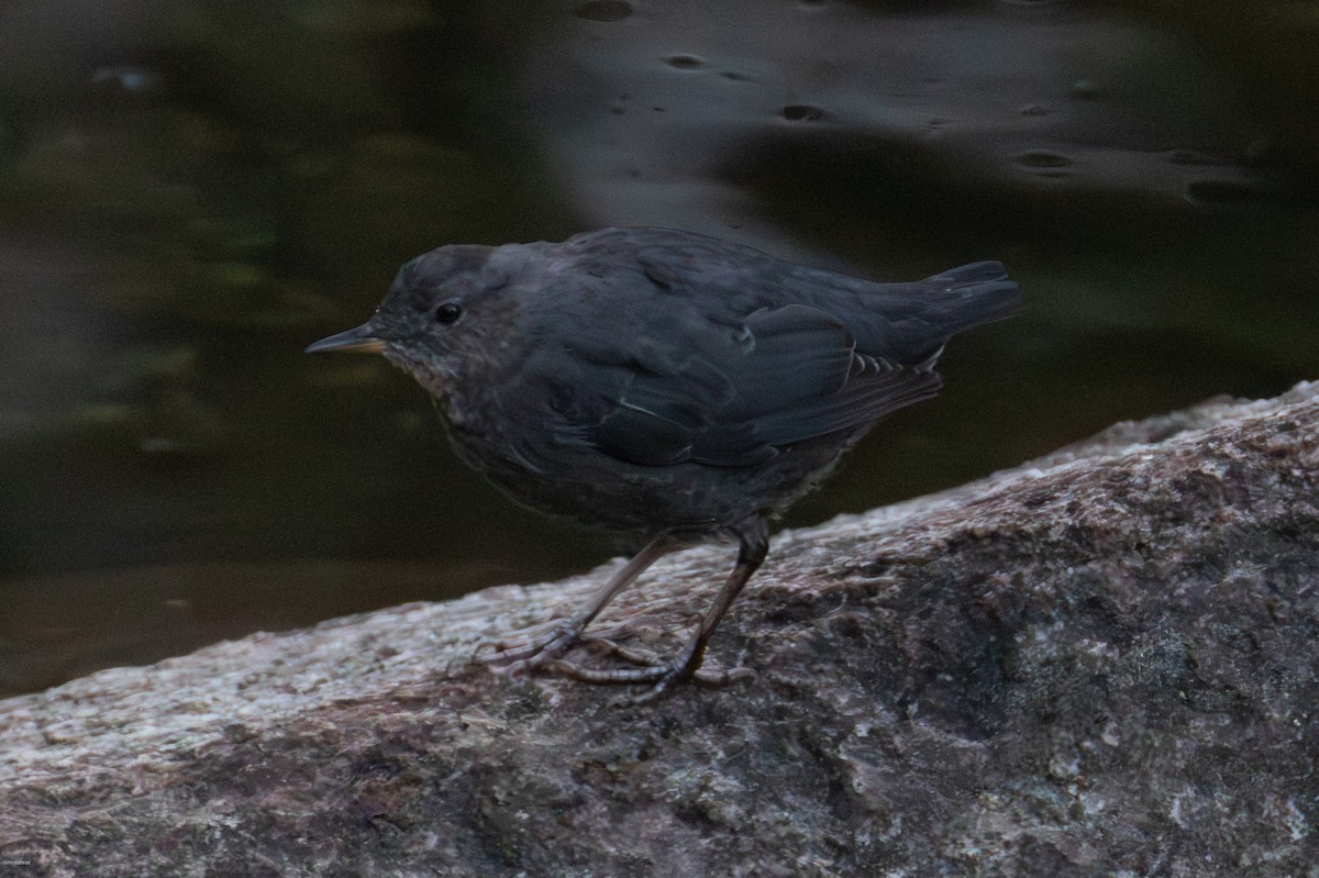 American Dipper - ML640433030