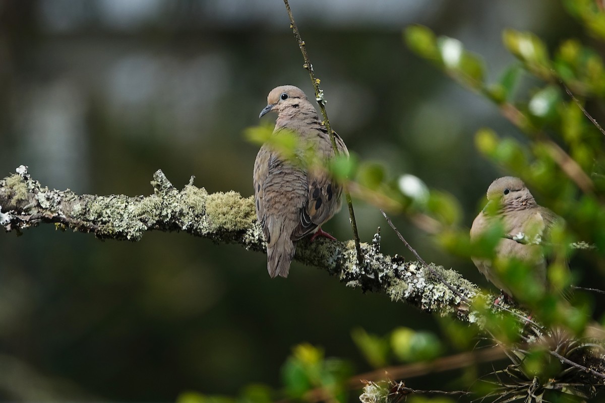 Eared Dove - ML640433080