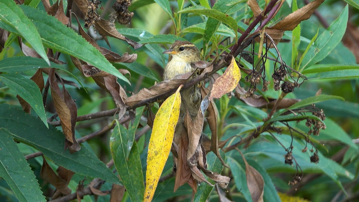 Line-cheeked Spinetail - ML640433087