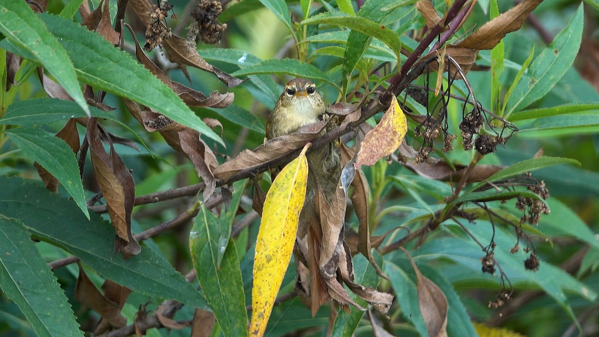 Line-cheeked Spinetail - ML640433088