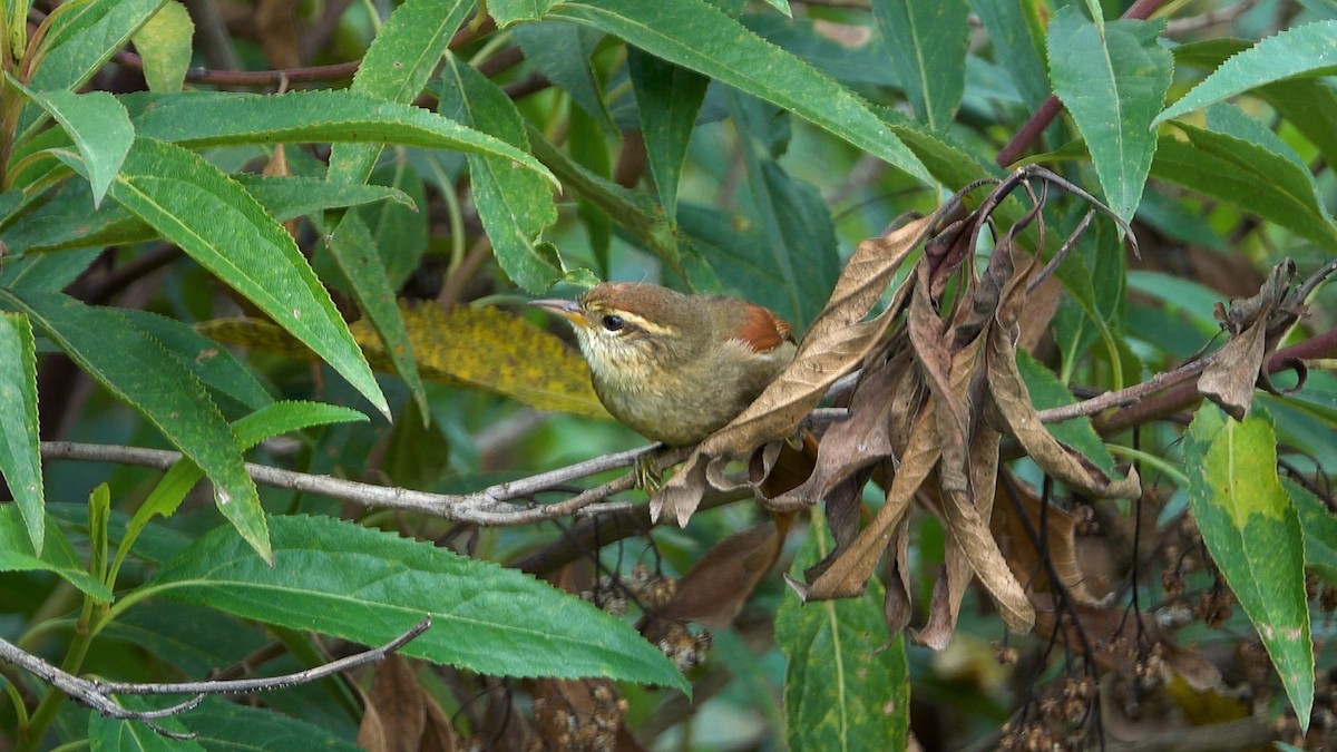 Line-cheeked Spinetail - ML640433090