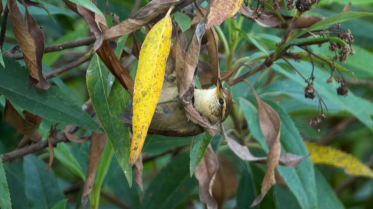 Line-cheeked Spinetail - ML640433091