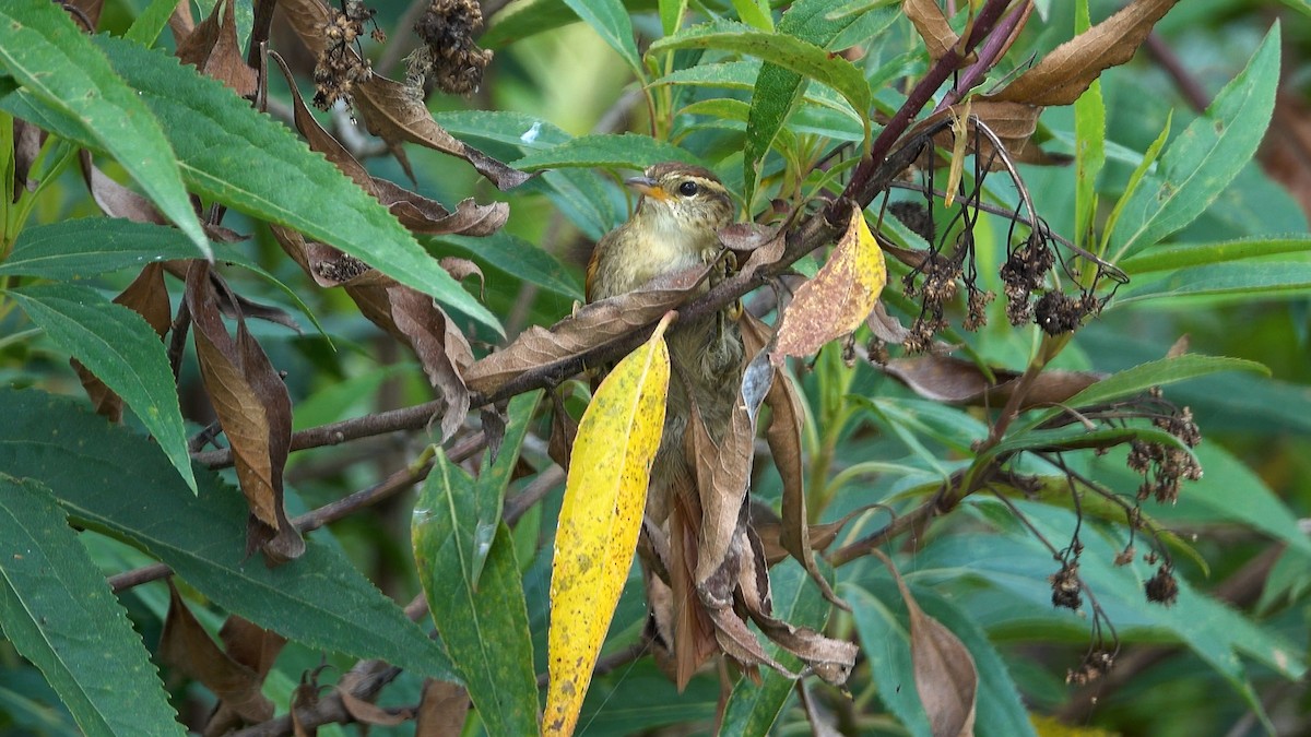 Line-cheeked Spinetail - ML640433094