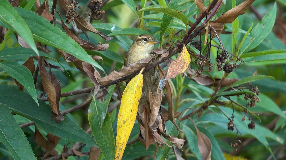 Line-cheeked Spinetail - ML640433095