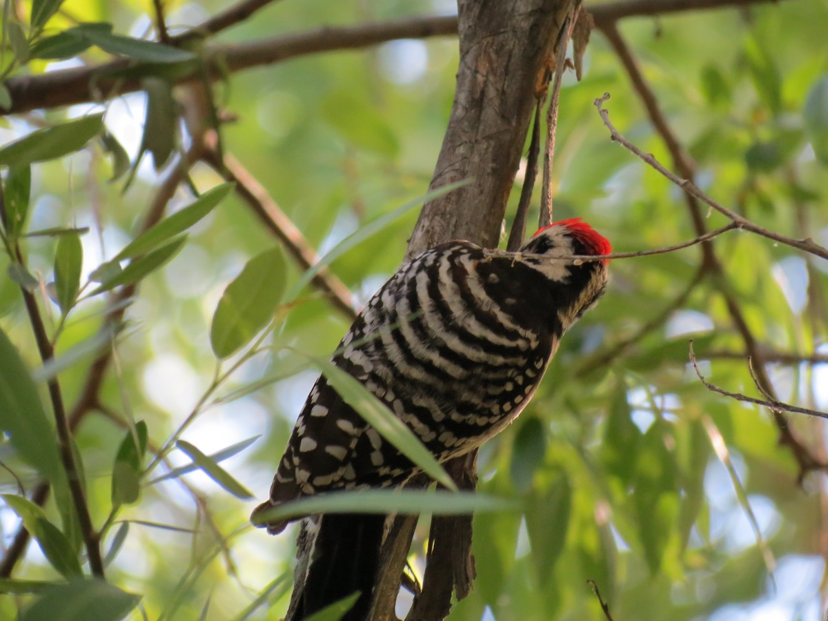 eBird Checklist - 1 Apr 2014 - Big Morongo Canyon Preserve & Covington ...