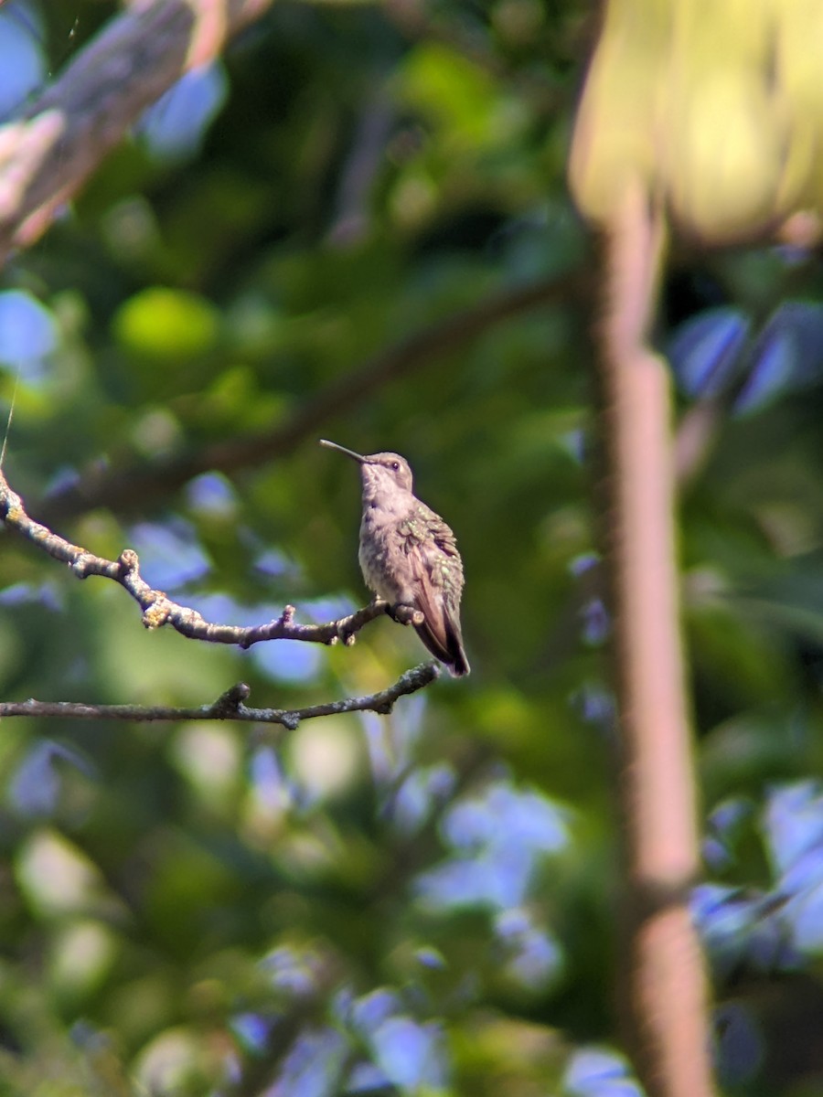 hummingbird sp. - ML640433127