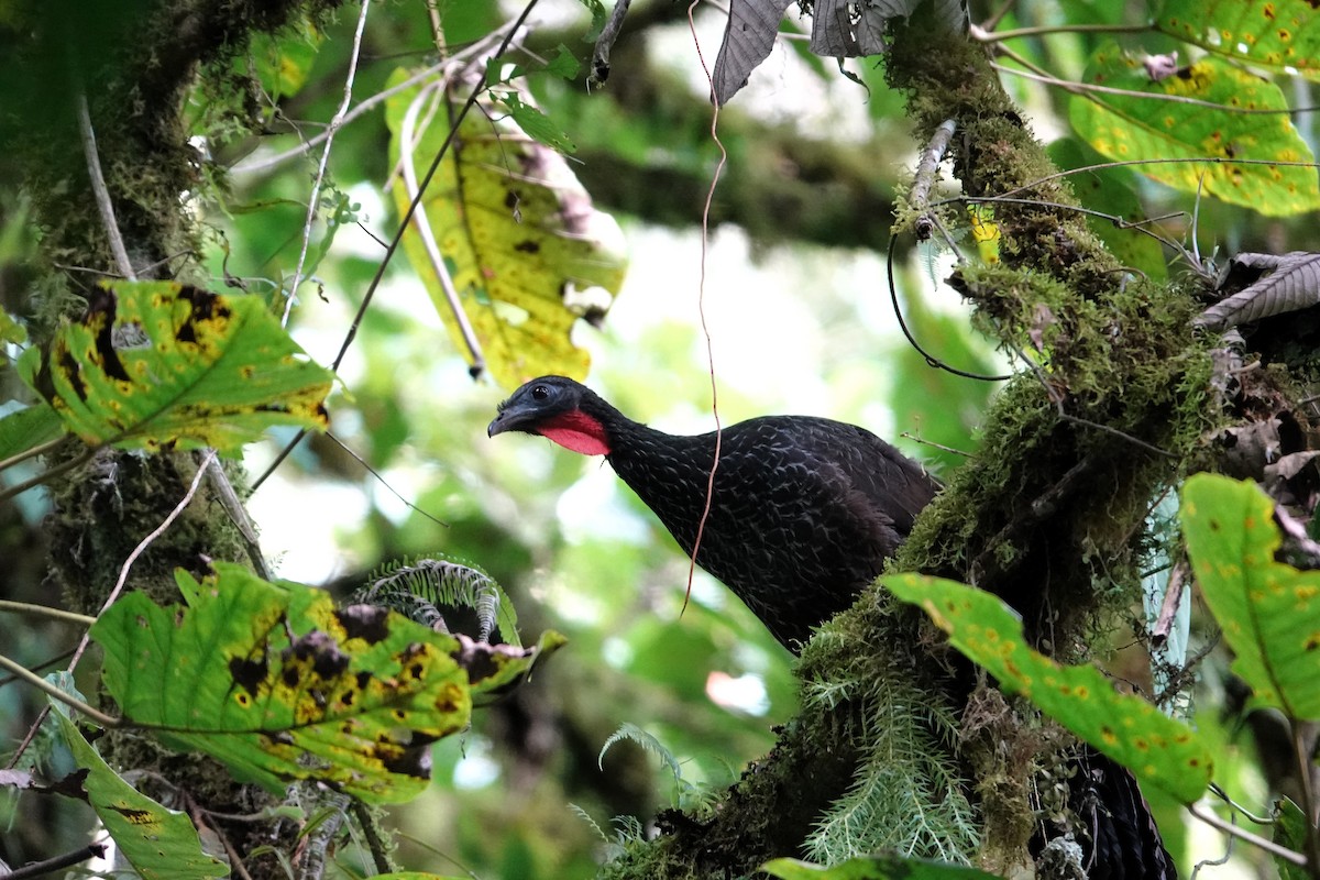 Cauca Guan - ML640433135
