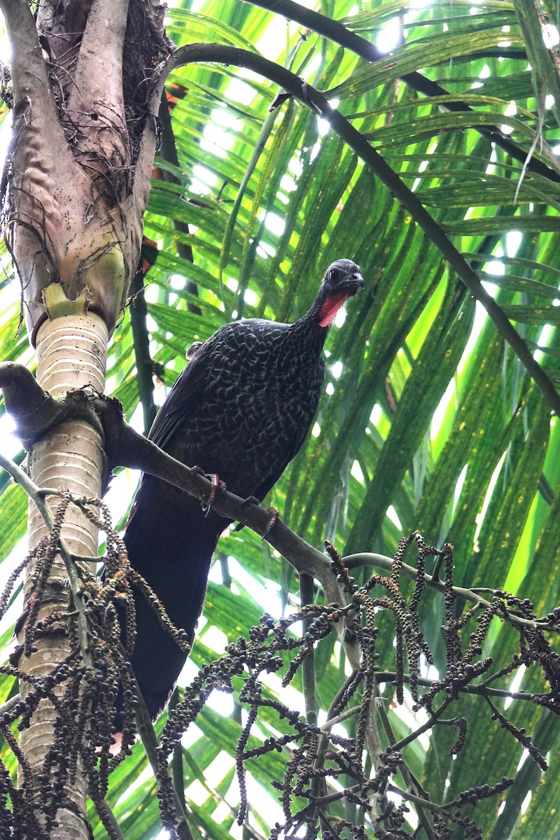 Cauca Guan - ML640433137