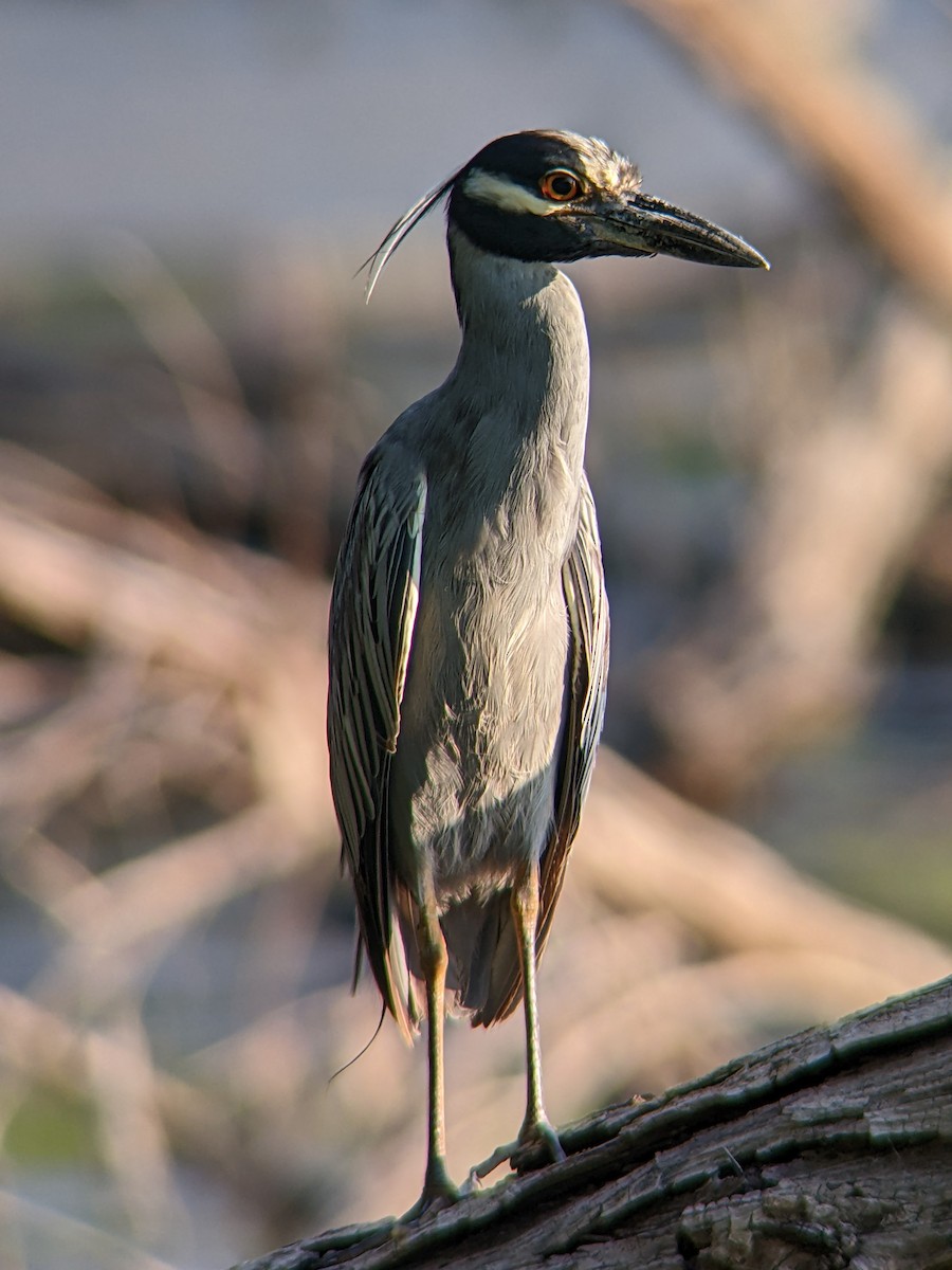 Yellow-crowned Night Heron - ML640433147