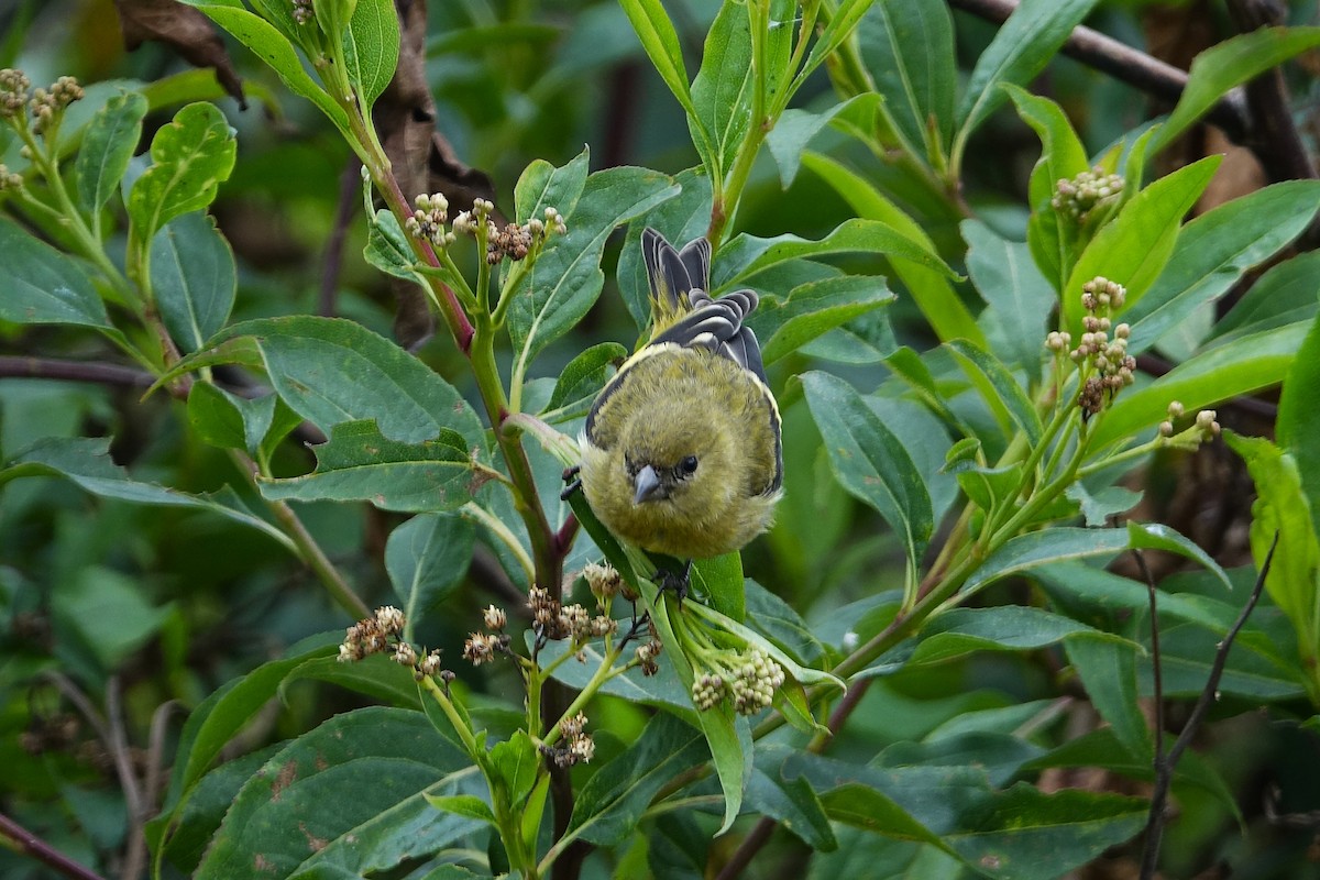 Hooded Siskin - ML640433160