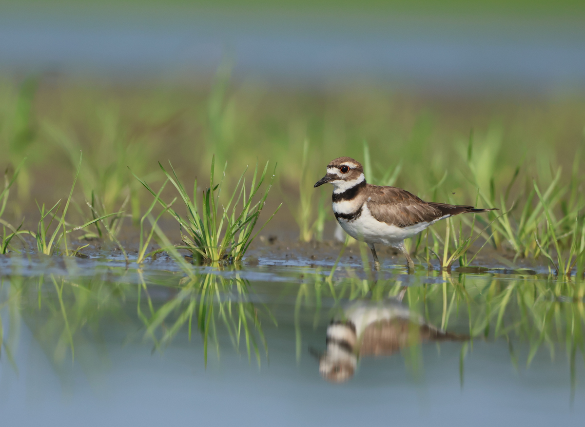 Killdeer - ML640433163