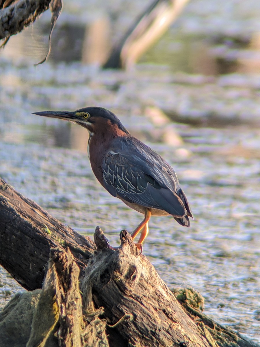 Green Heron - ML640433165
