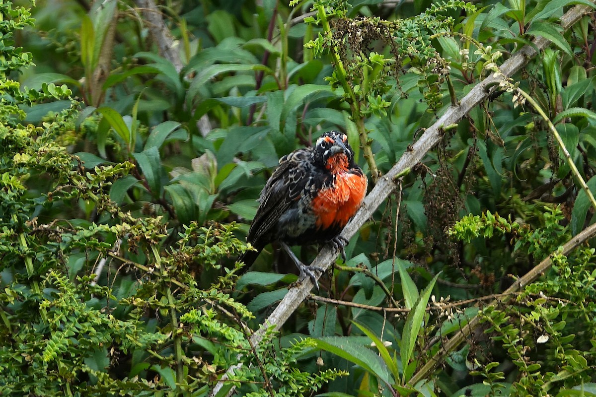 Peruvian Meadowlark - ML640433171
