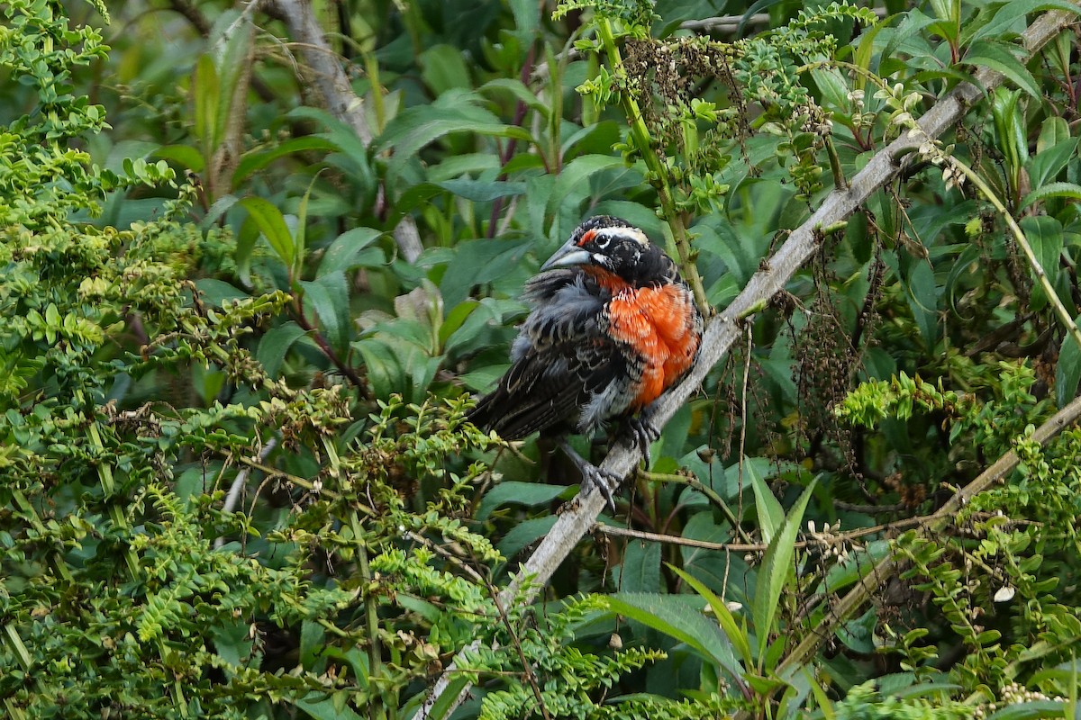 Peruvian Meadowlark - ML640433172