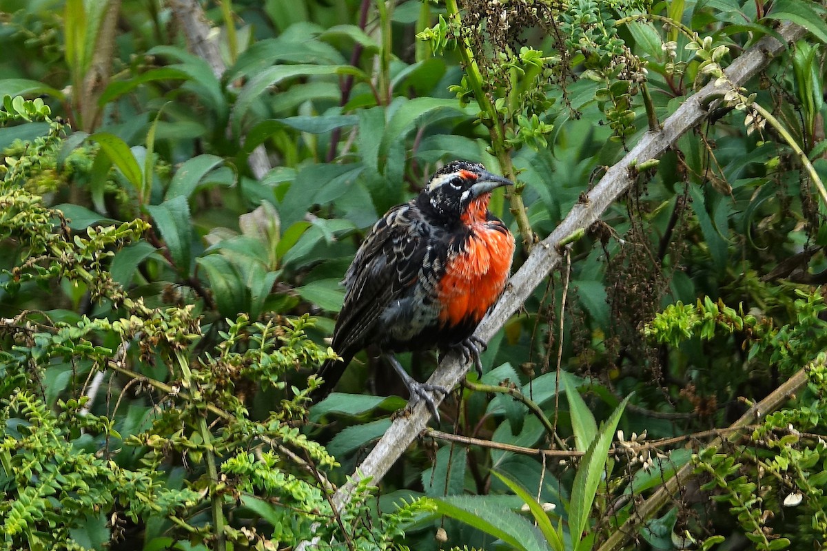 Peruvian Meadowlark - ML640433173