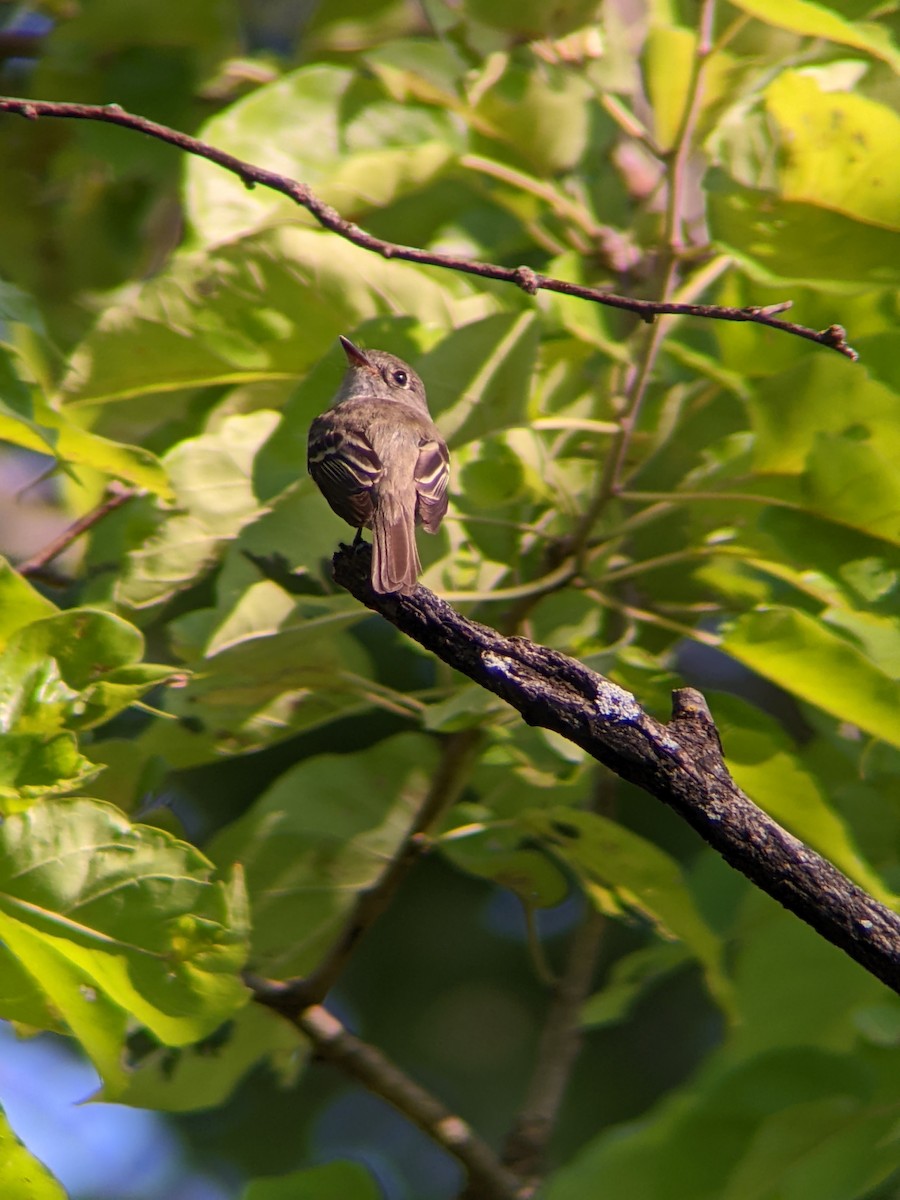 Least Flycatcher - ML640433179