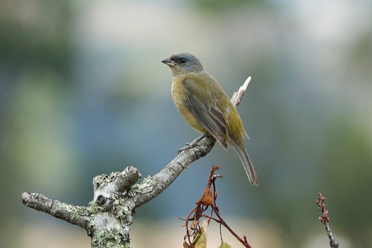 Blue-and-yellow Tanager - ML640433185