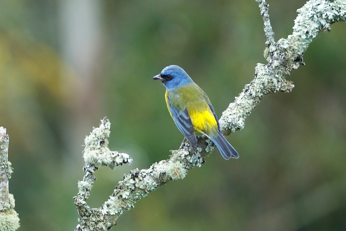 Blue-and-yellow Tanager - ML640433186