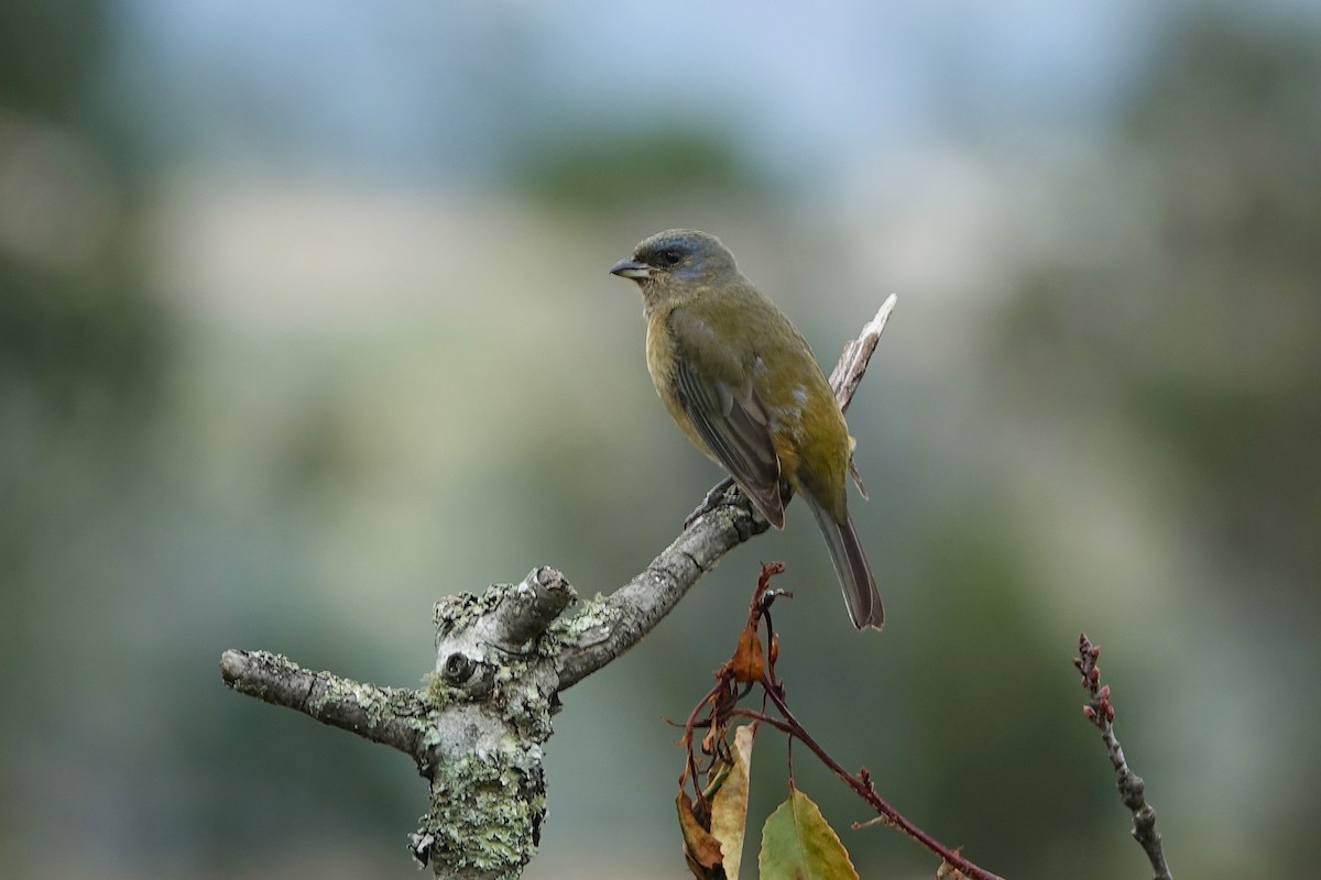 Blue-and-yellow Tanager - ML640433187
