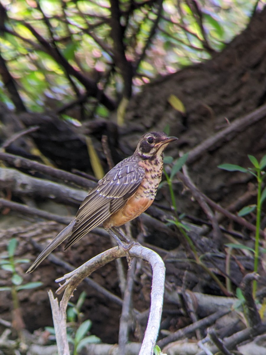 American Robin - ML640433218