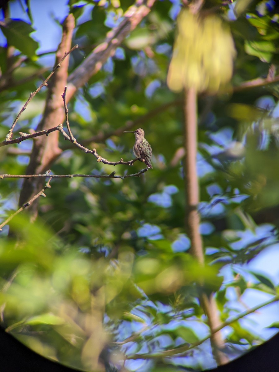 hummingbird sp. - ML640433241