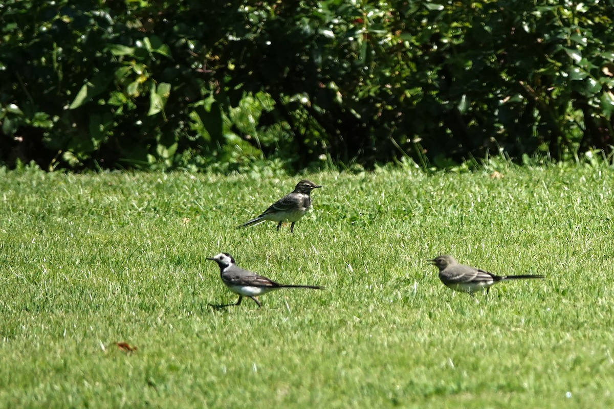 White Wagtail - ML640433251