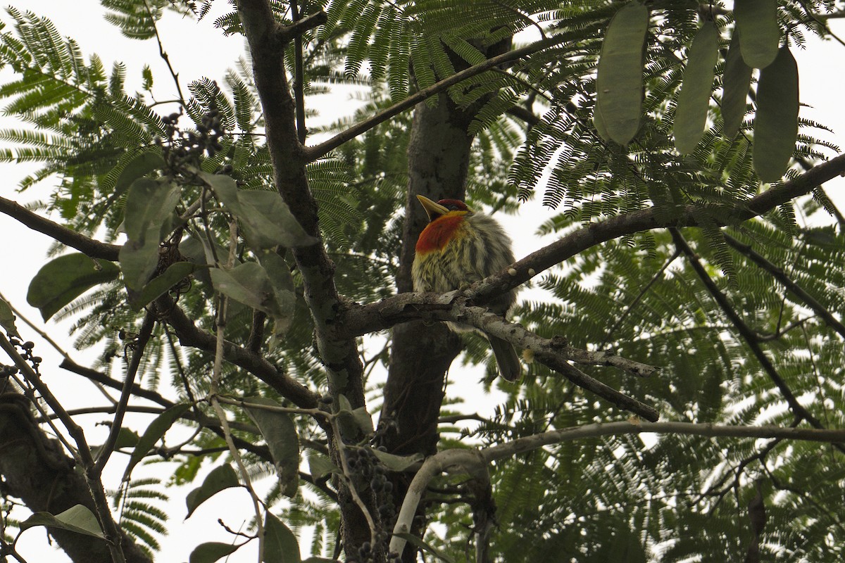 Lemon-throated Barbet - ML640433271