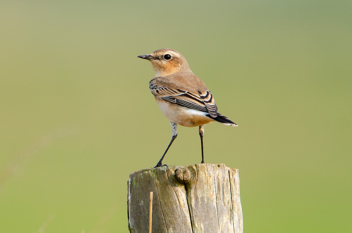 Northern Wheatear - ML640433287