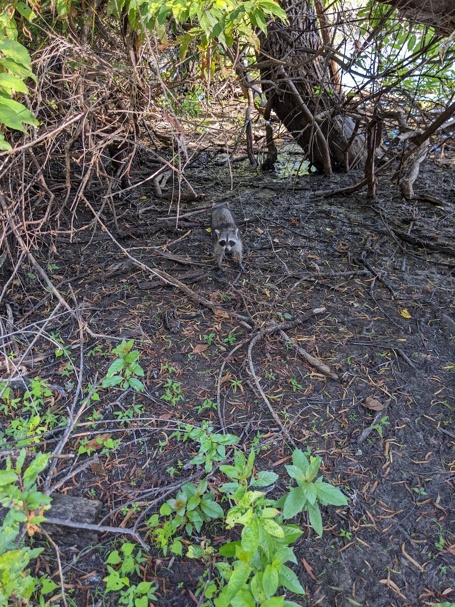 Animals - ML640433290