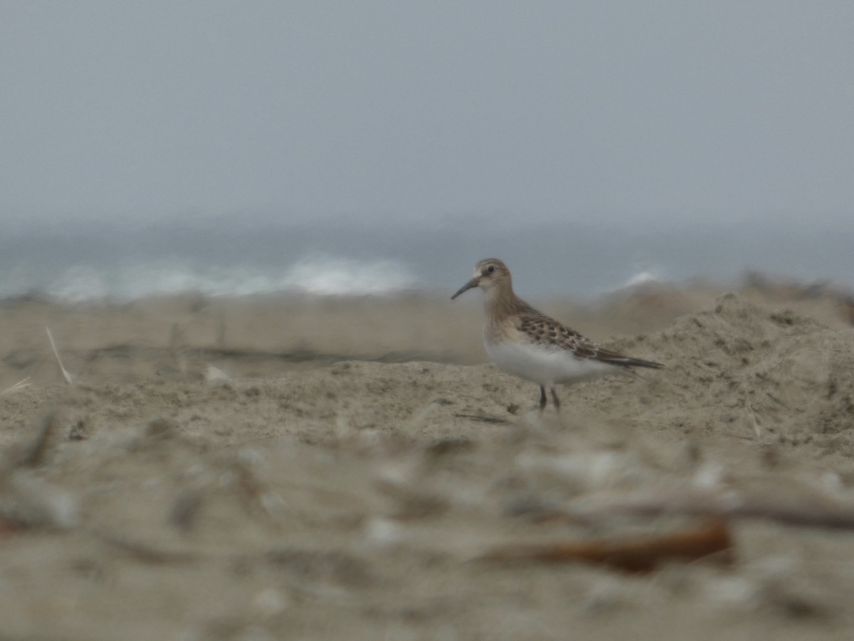 Baird's Sandpiper - ML640433305