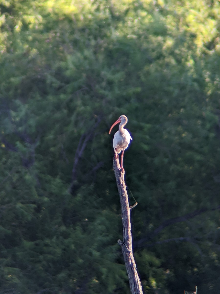 White Ibis - ML640433321