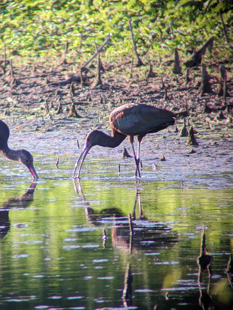 White-faced Ibis - ML640433338