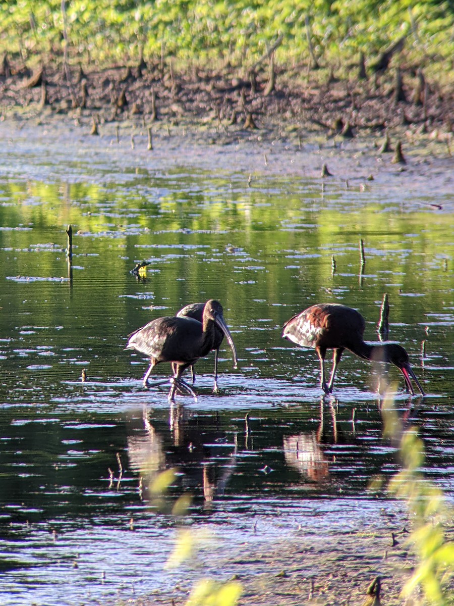 White-faced Ibis - ML640433347