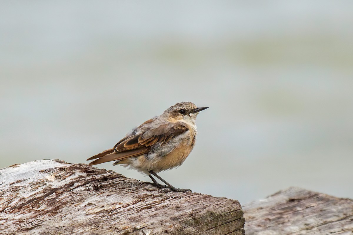 Northern Wheatear - ML640433354