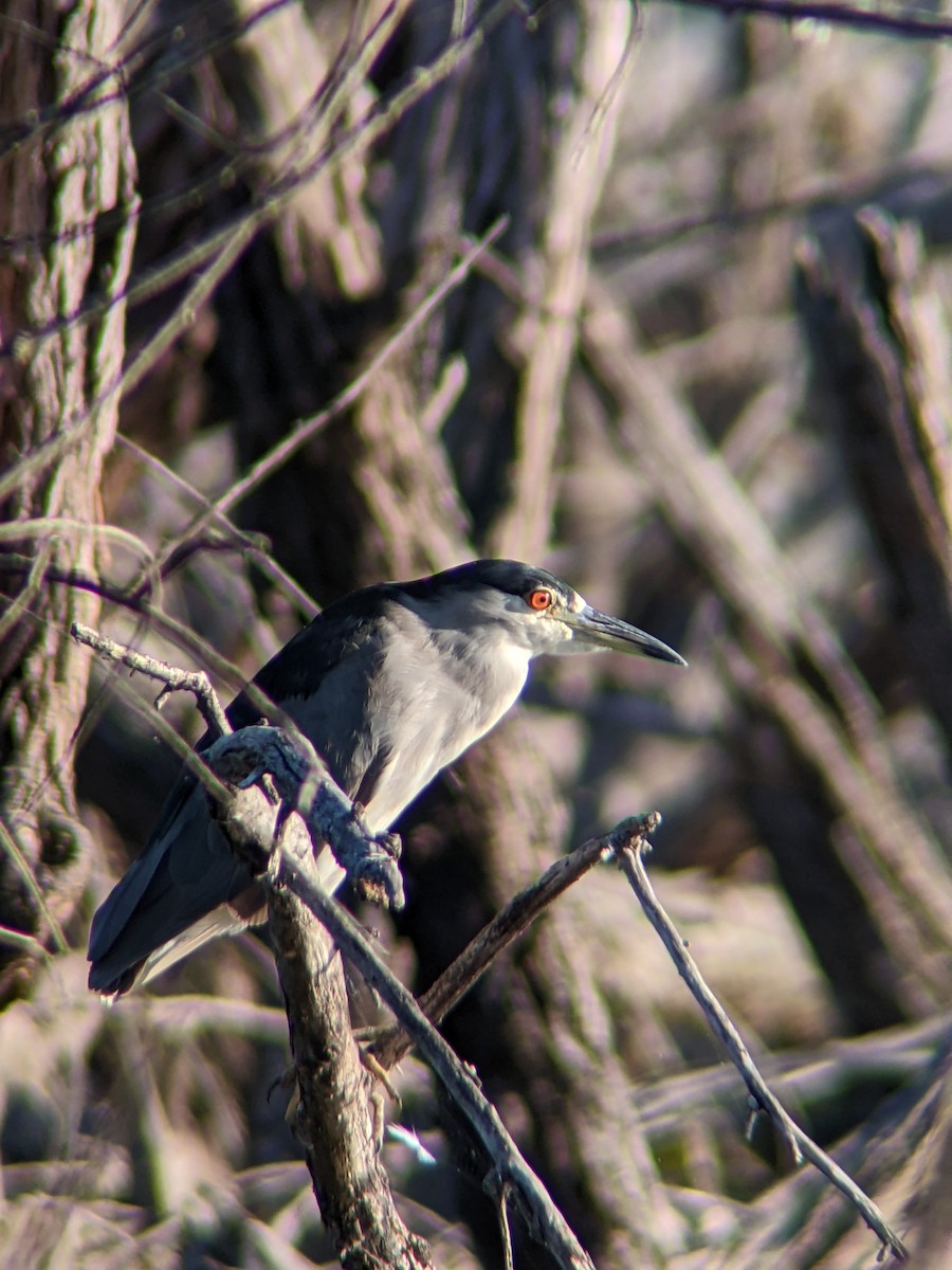 Black-crowned Night Heron - ML640433355