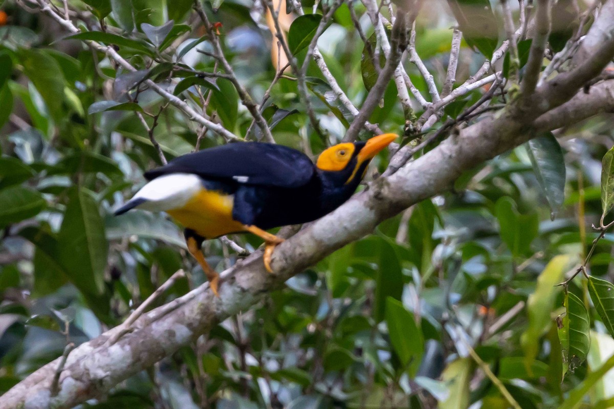 Yellow-faced Myna - ML640433365