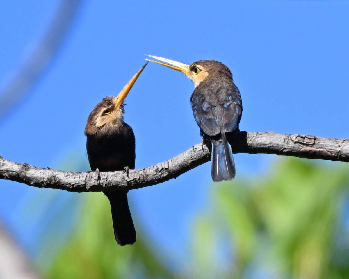White-throated Jacamar - ML640433374