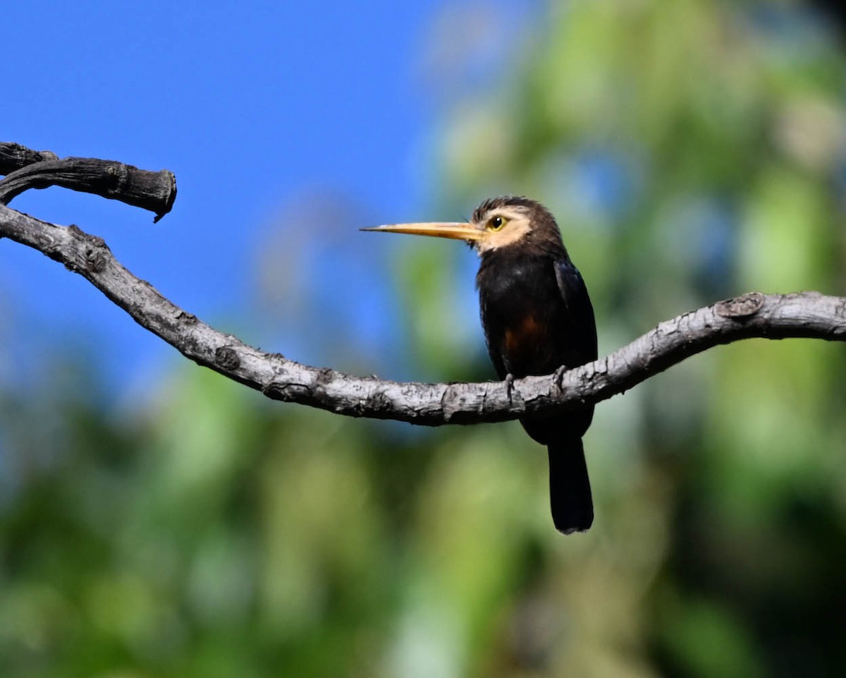 White-throated Jacamar - ML640433375