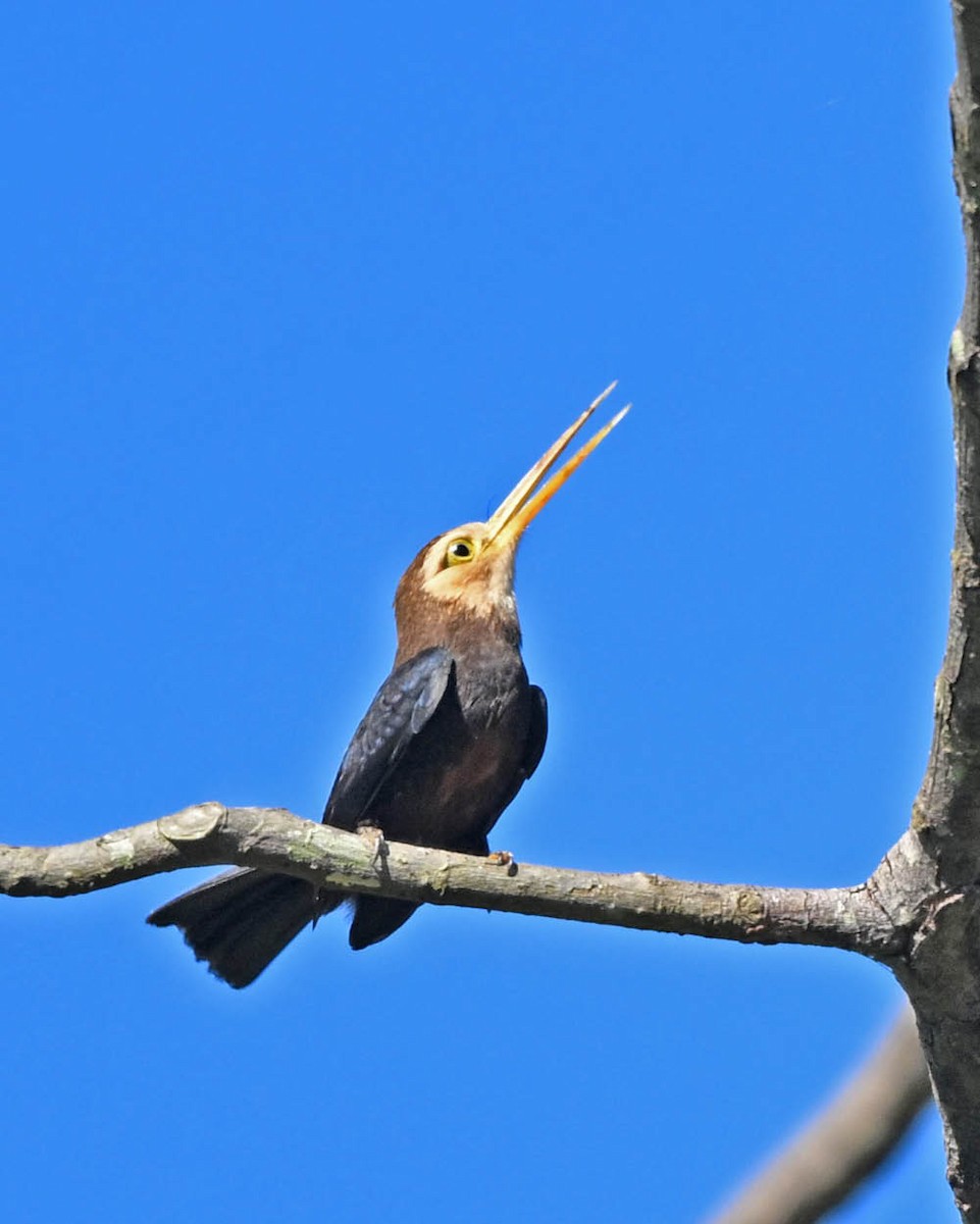 White-throated Jacamar - ML640433376