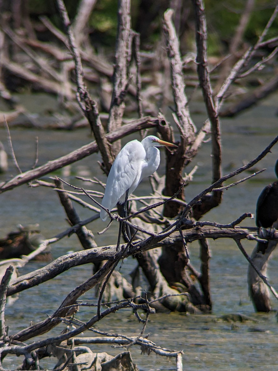 Great Egret - ML640433380
