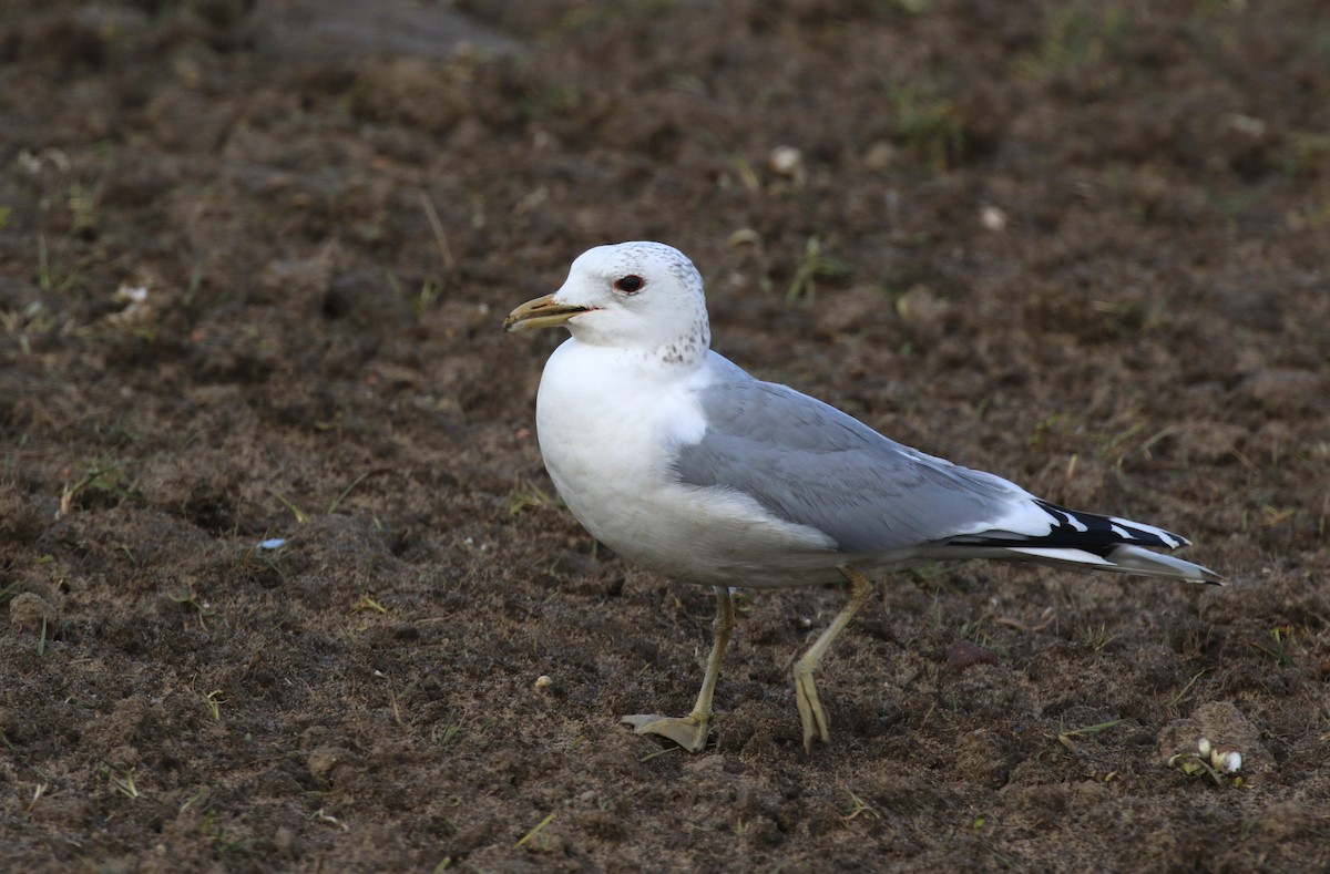Мартин сивий (підвид canus) - ML640433390